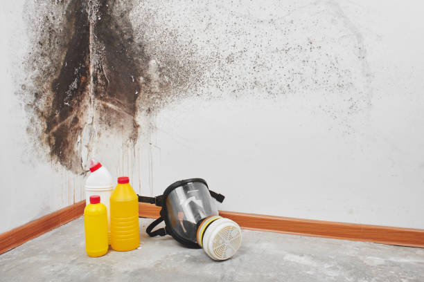 Mold Removal and Inspection in American Falls, ID
