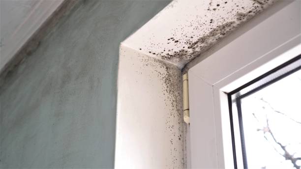 Best Toxic Mold Removal  in American Falls, ID