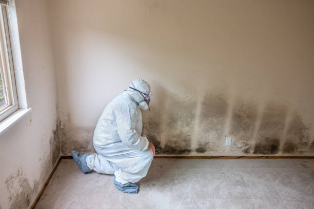 Mold Removal Process in American Falls, ID